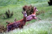 Jagd und Wildtiere